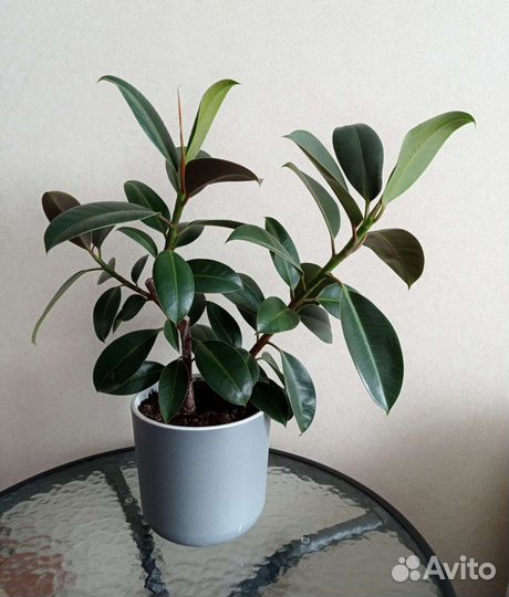 Фикус Мелани, Али