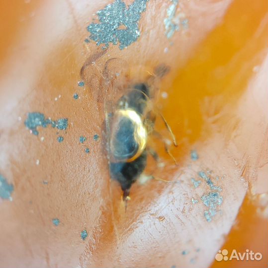 Инклюз - Оса / Окаменелости