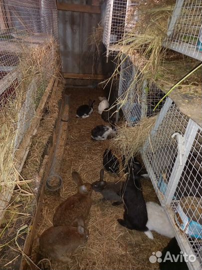 Калифорнийские кролики