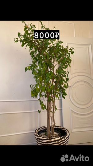 Комнатные цветы