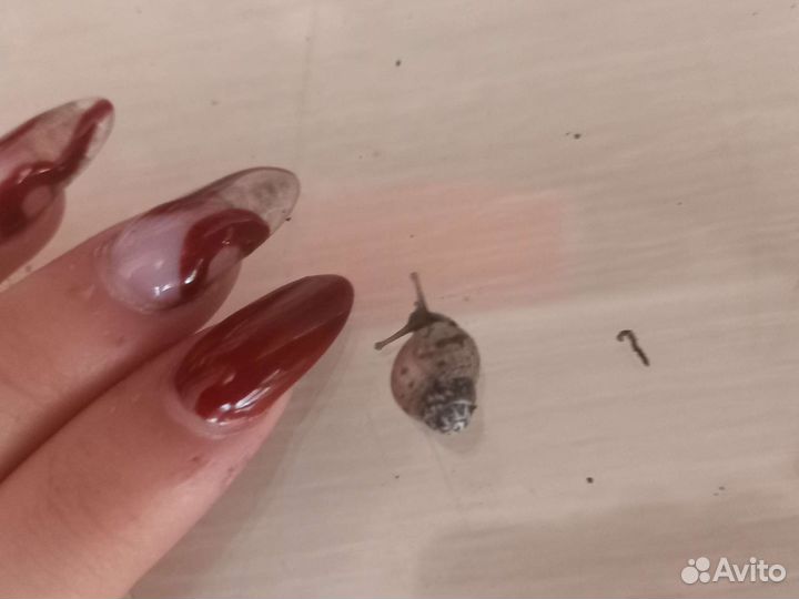 Улитки ахатины