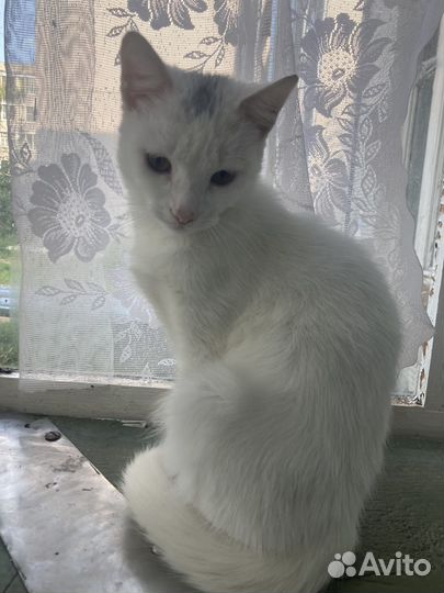 Кот в добрые руки