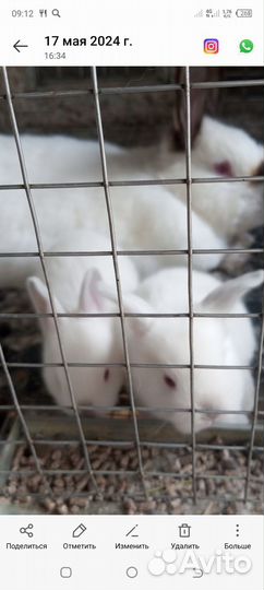 Кролики мясных пород