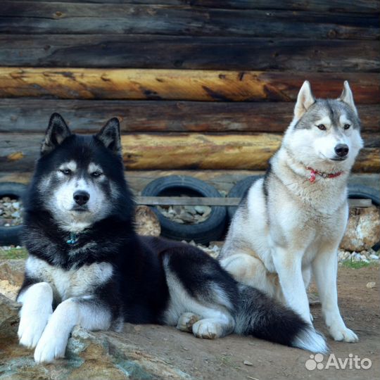 Щенки сибирской хаски