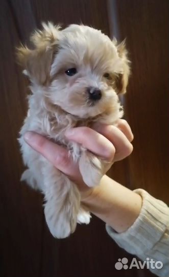 Малышки мальтипу f1