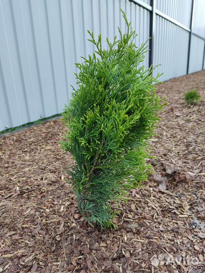 Туя смарагд