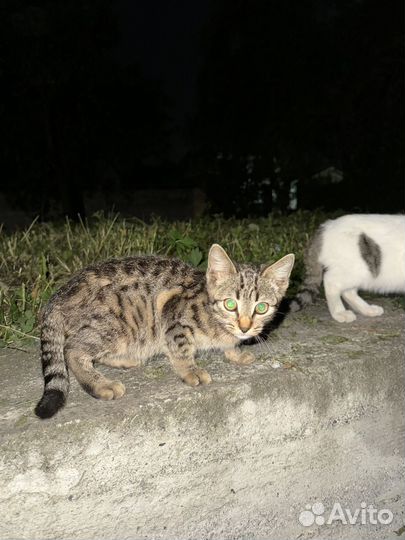 Кошка