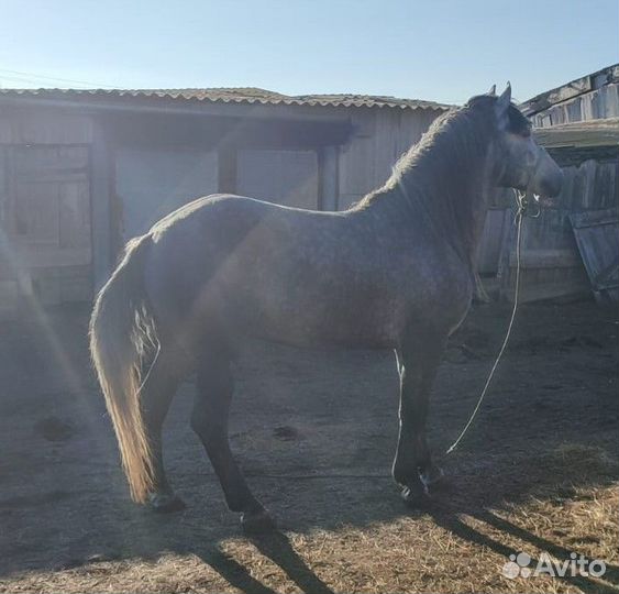 Жеребец Першерон