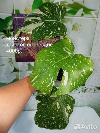 Монстера тайское созвездие