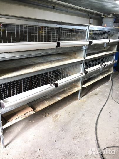 Клетка (брудер)