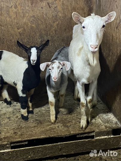 Козы козлята