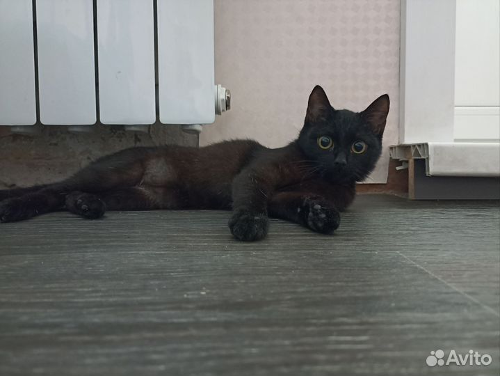 Кошка в дар бесплатно