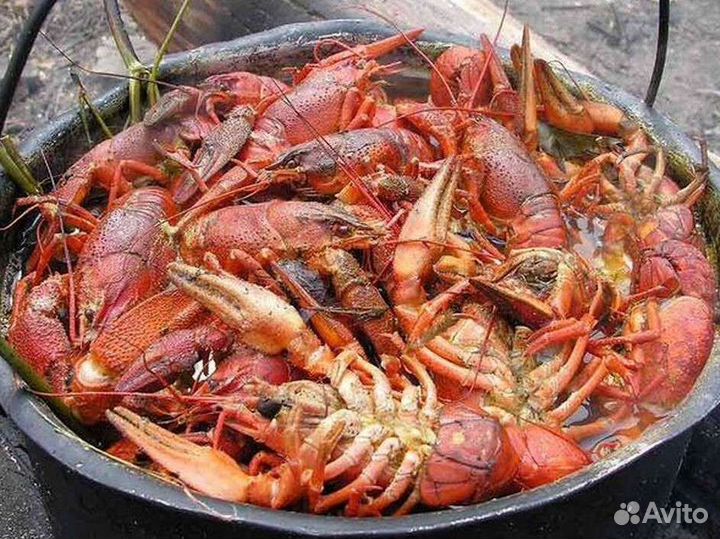 Живые раки