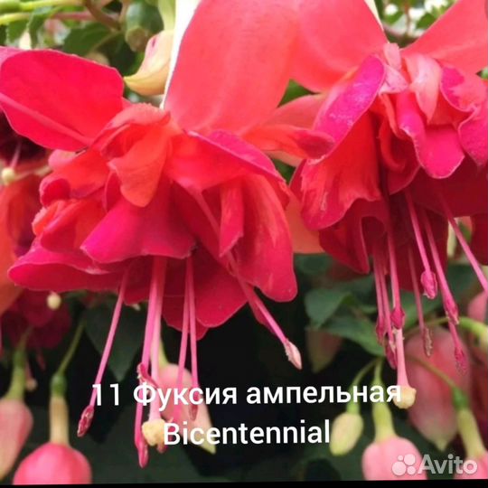 Фуксия
