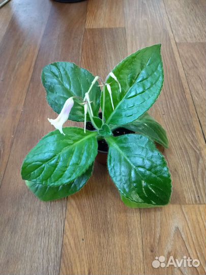 Хирита sweetdreams, Picolo и aiko