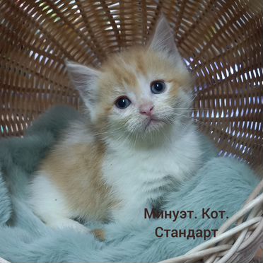 Менуэт длинношёрстный котёнок