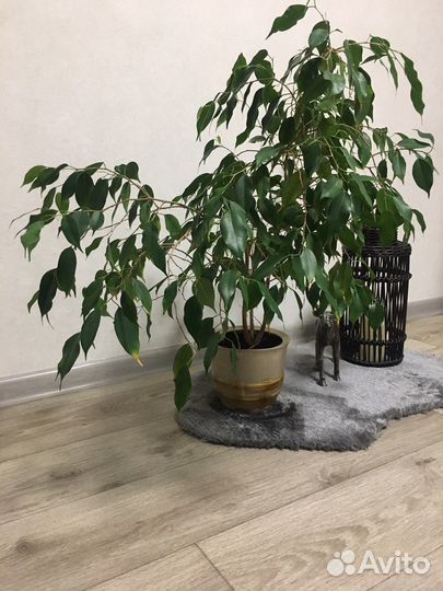 Фикус бенджамина