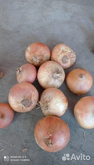 Лук на зелень Штутгарт опт от 3 тонн