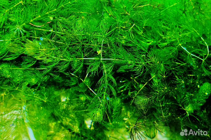 Аквариумные растения