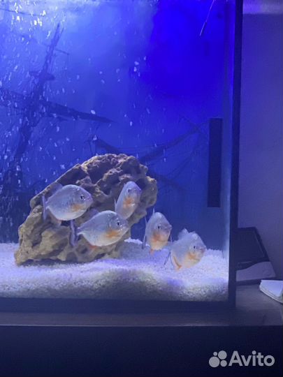 Аквариум 120 литров