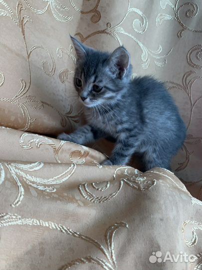 Котёнок девочка