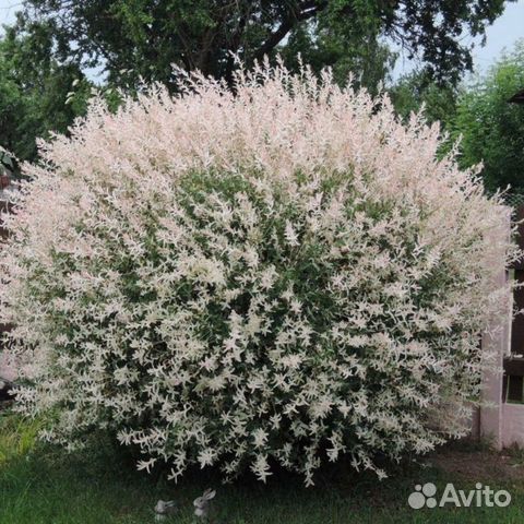 Ива хакуро нишики болезни и лечение фото