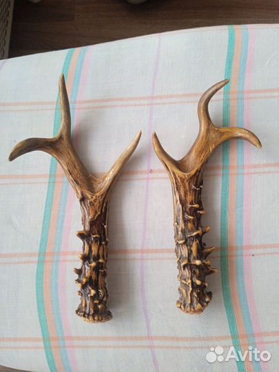 Рога косули