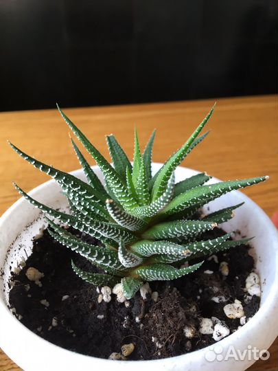 Хавортия или обмен