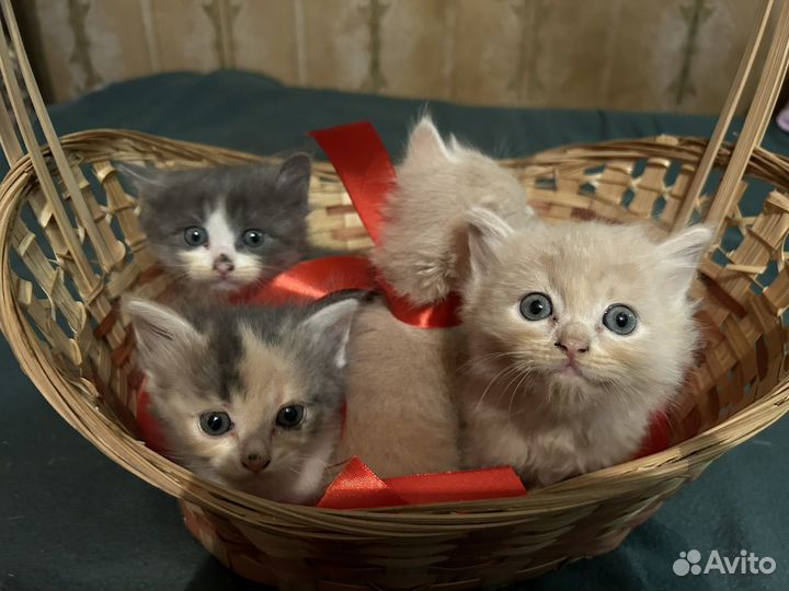 Котята в добрые руки