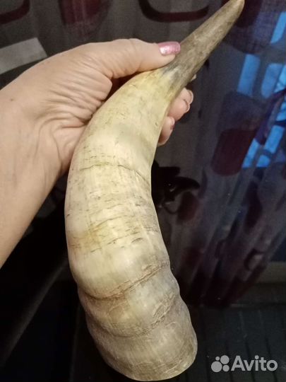 Рог горного козла 1970год