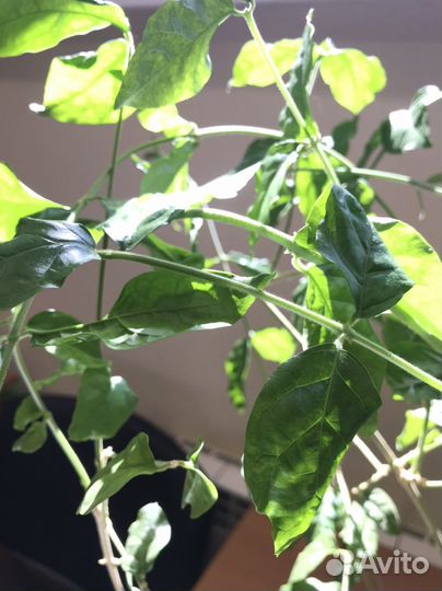 Цветы для дома