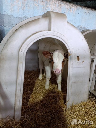 Телята бычки