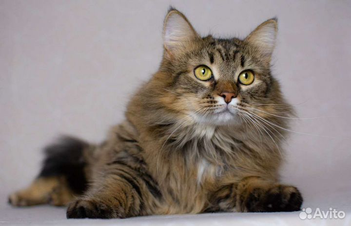 Мурочка пушистая ласковая киса с янтарными глазами