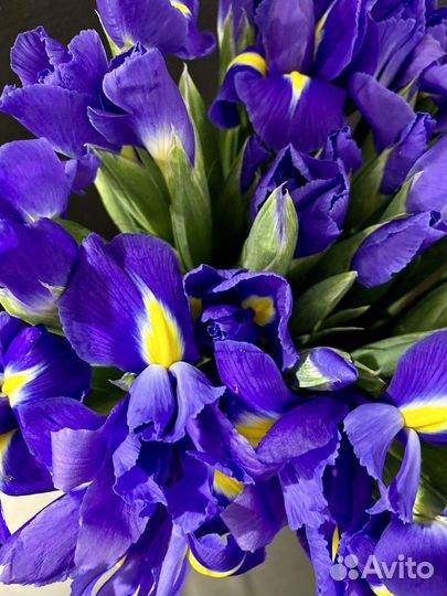 Ирисы