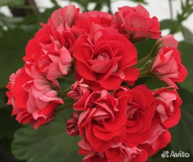 Розебудная герань