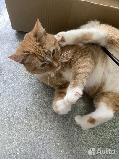Кошка