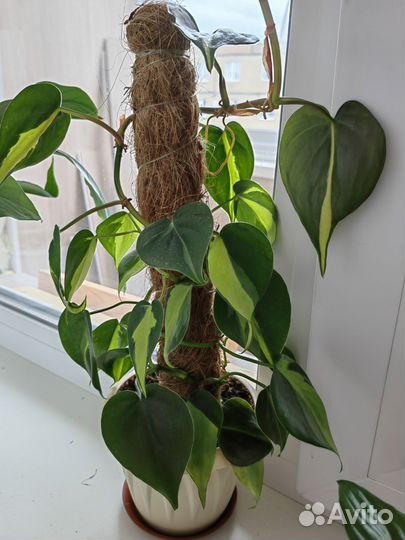 Филодендрон бразил