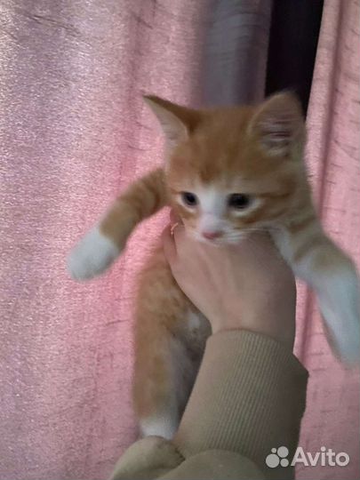 Котенок в добрые руки