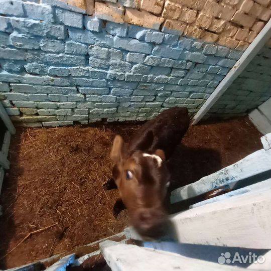 Скот продам