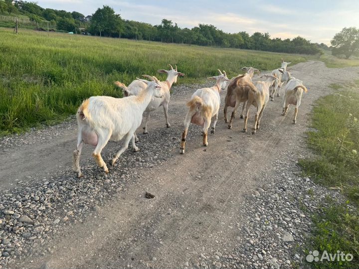 Дойные козочки