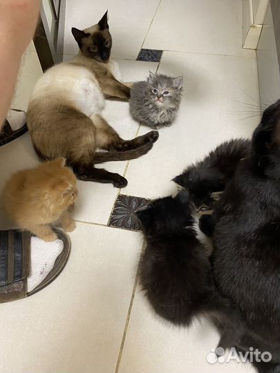 Котята в добрые руки