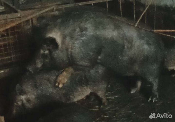 Вьетнамские свиньи. Кабанчик. Хряк племенной