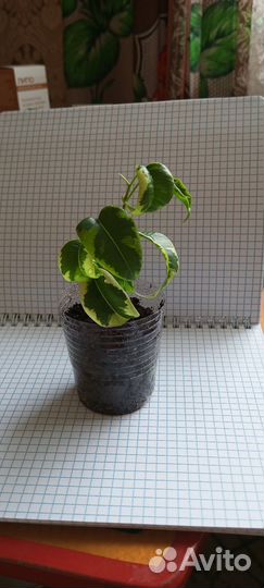 Фикус бенджамина ирен