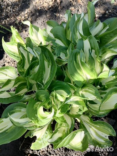 Хоста радуга