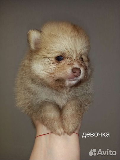 Шпиц