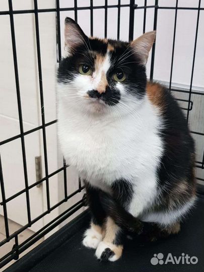 Где ты, мой человек