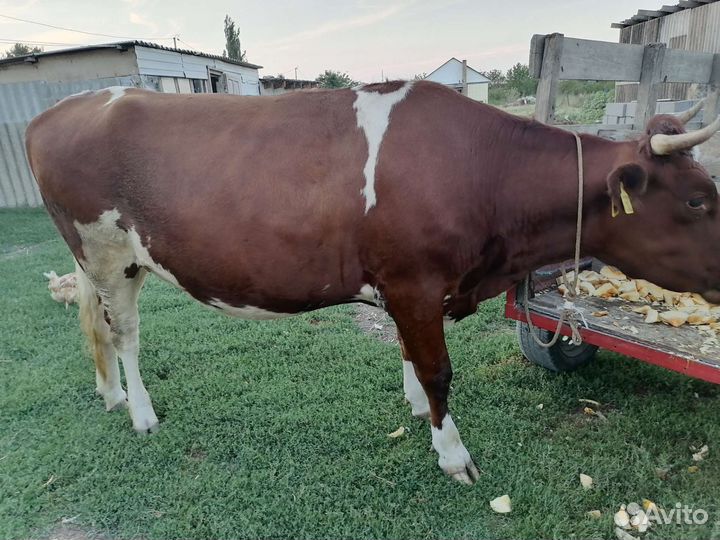 Тёлка стельноя