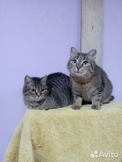 Кошки в добрые руки