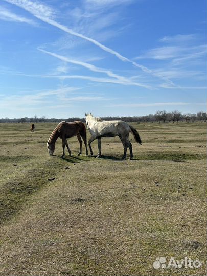 Лошадь жеребец