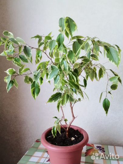 Комнатные растения цветы китайская роза и фикус